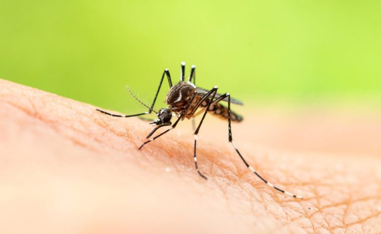 THD’s Mosquito Surveillance Program Detects Mosquitoes Carrying West Nile Virus