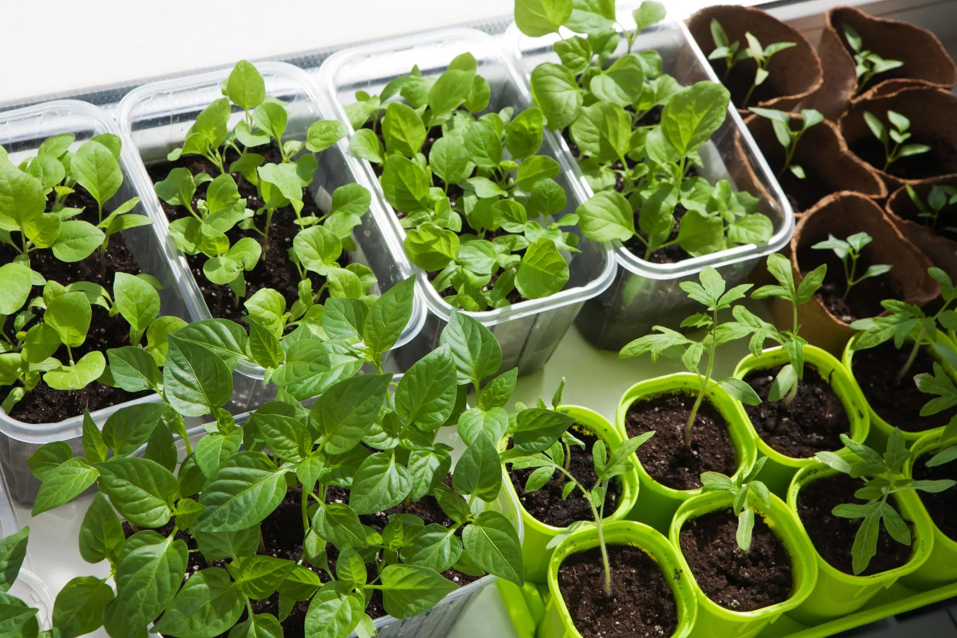 Top view of the many pots with seedlings of vagetables, indoor.