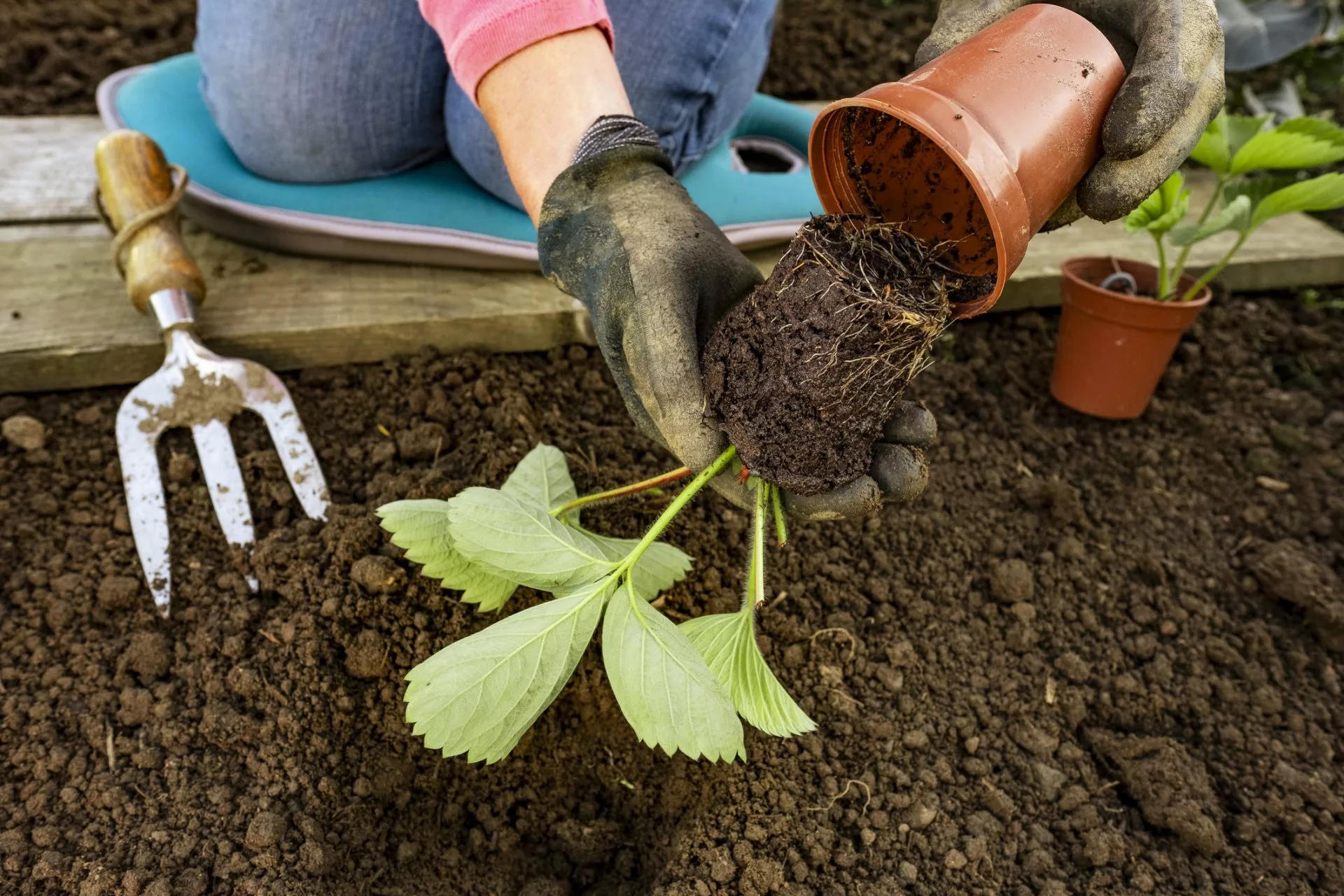 Woman planting strawberry plants in her vegetable garden, showing the roots of the plant.