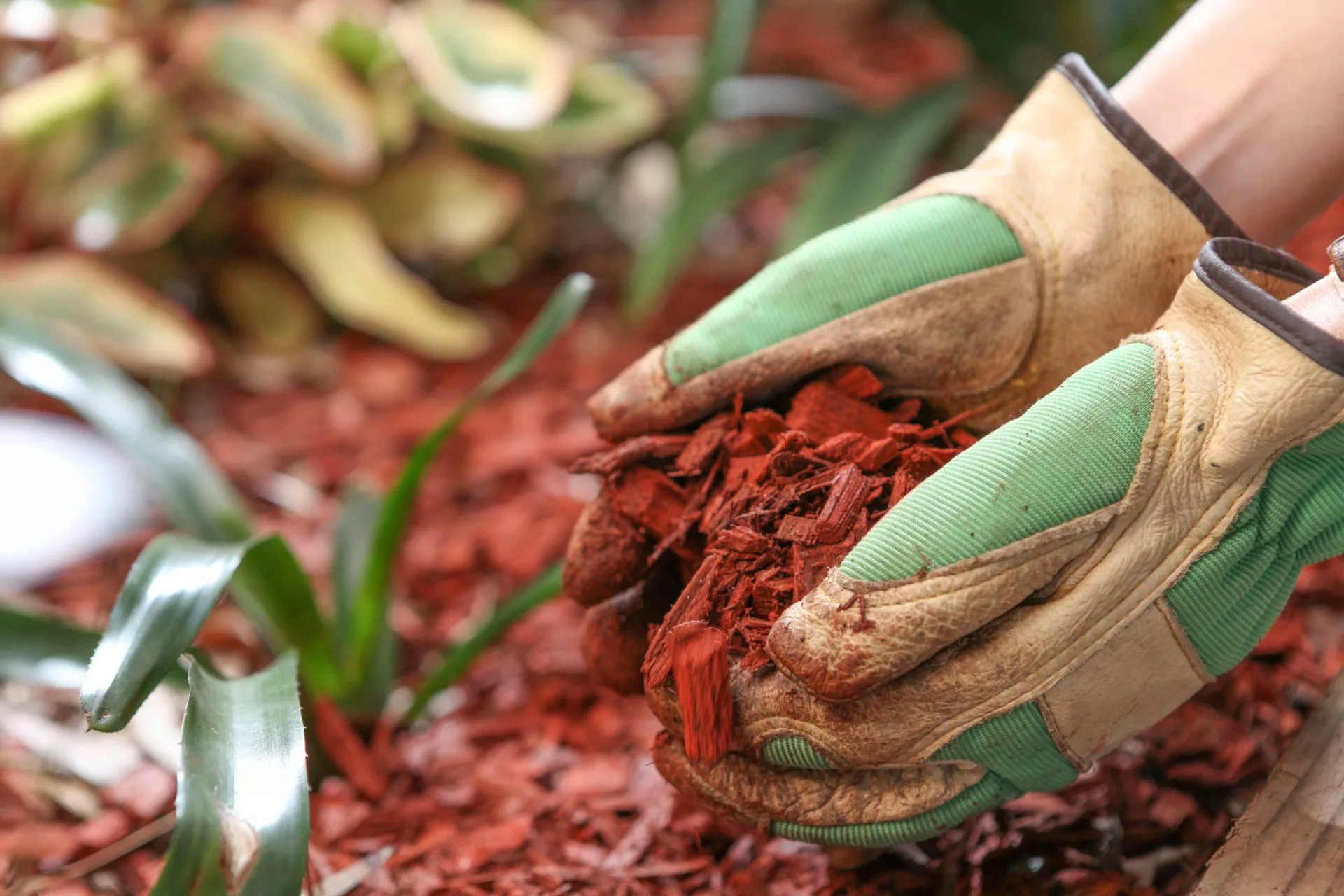 Mulching the garden with red cedar woodchip.