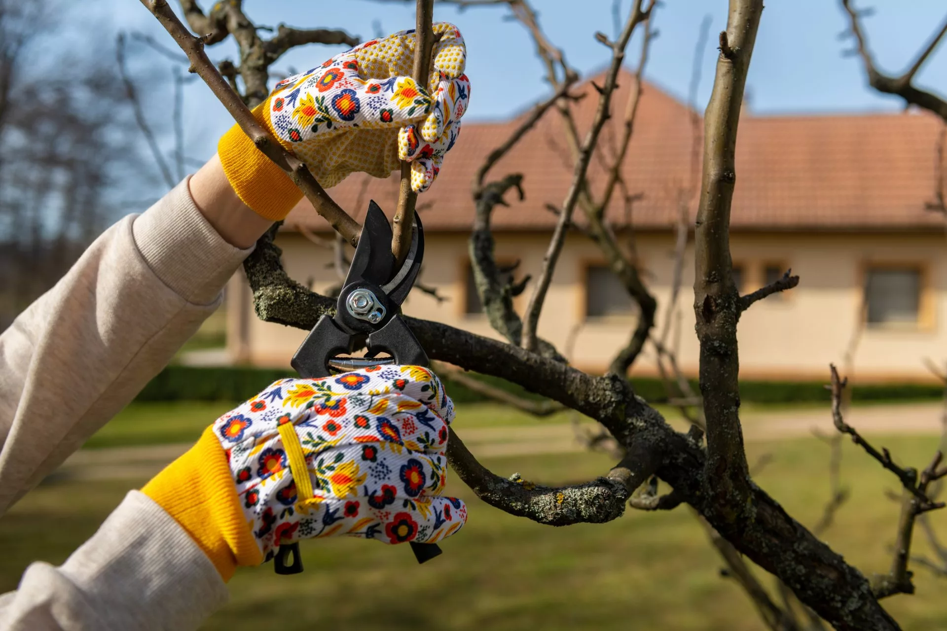 Unrecognizable woman pruning fruit trees. Hand with pruning shears detail.