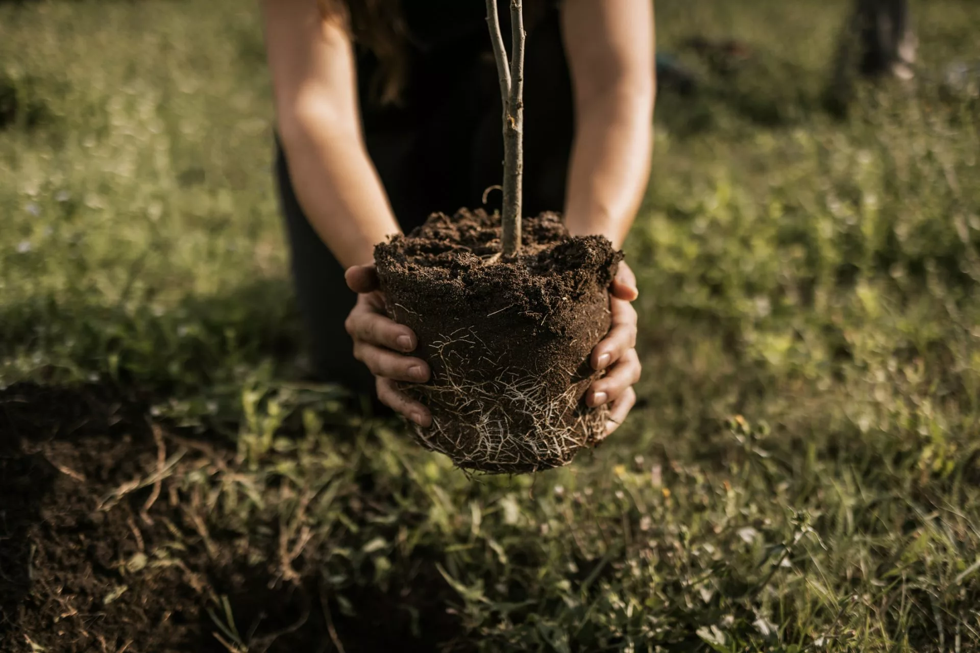 A young woman carefully lowers a tree seedling into a freshly dug hole in the ground. She focuses on ensuring the roots are positioned properly, surrounded by lush greenery. The warm sunlight illuminates her efforts as she prepares to nurture new life.