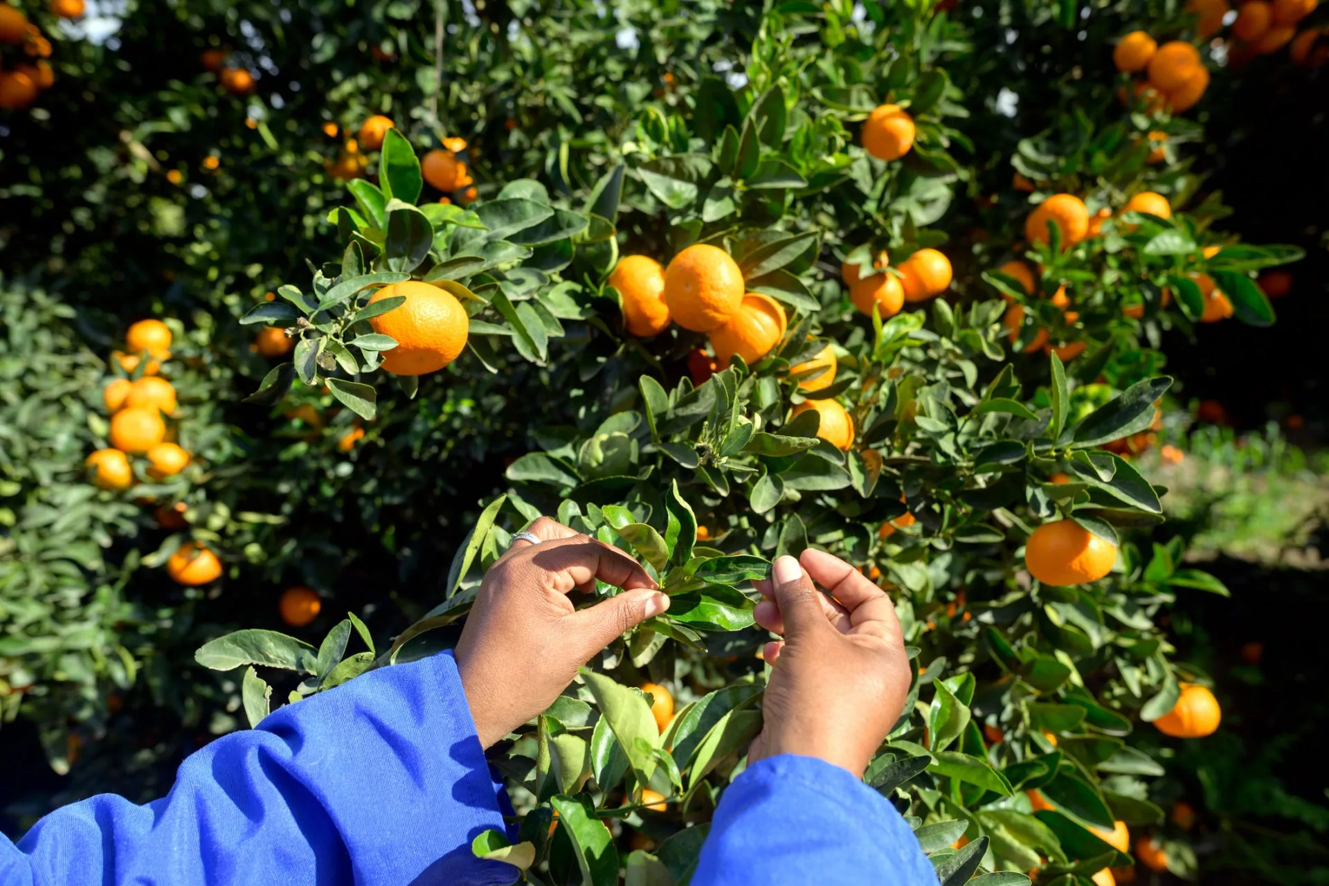 Close-up of a person inspecting ripe oranges on a leafy tree in a sunny orchard. The image captures the vibrant colors of the fruit amidst the lush greenery, evoking freshness. The hands suggest a focus on quality and produce care.