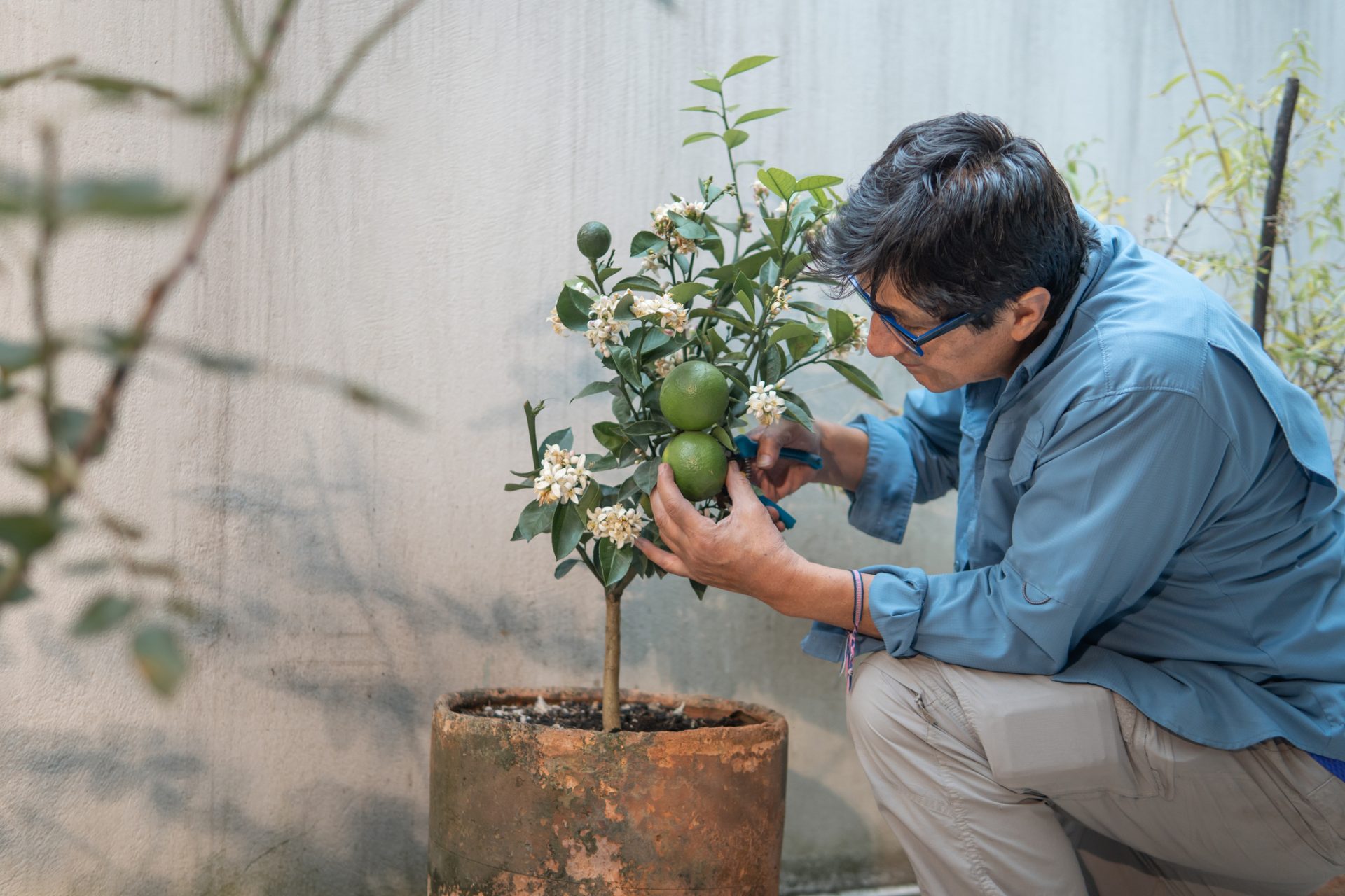 Adult man tending a potted lime tree with limes and flowers