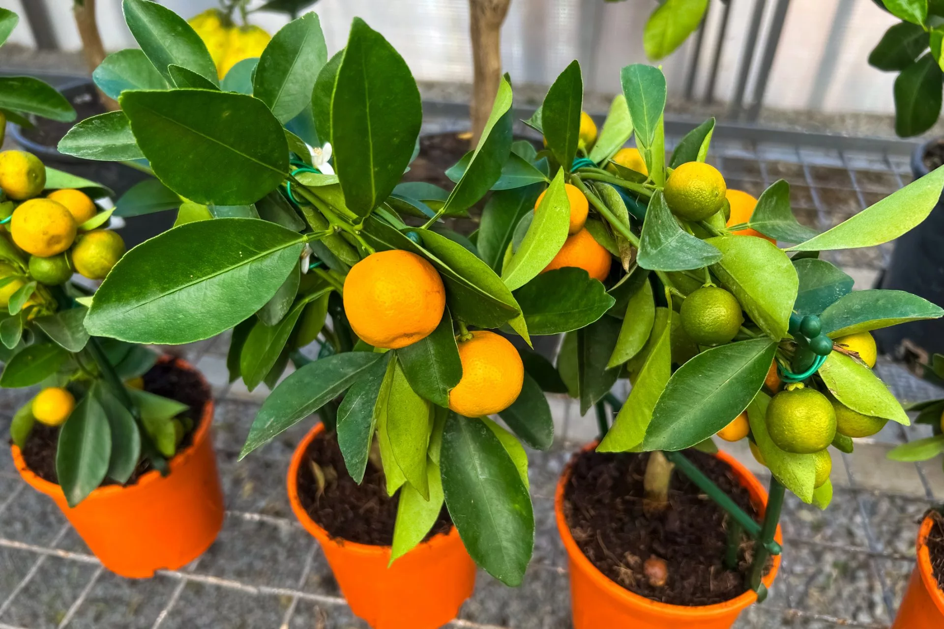 Several small citrus trees are seen in orange pots. Some trees have bright orange fruit while others have green fruit. They are displayed at a garden center during the day.